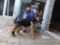 Belgian Shepherd Dog (Tervuren) Puppies for sale in Panipat, Haryana 132103, India. price: 35000 INR
