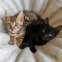 Bengal Cats Photos