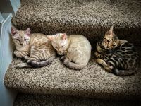Bengal Cats for sale in Pembroke Pines, FL, USA. price: NA