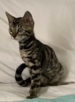 Bengal Cats for sale in Winter Garden, FL 34787, USA. price: NA