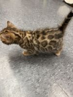 Bengal Cats for sale in Watertown, NY 13601, USA. price: NA