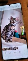 Bengal Cats for sale in Orland Park, IL, USA. price: NA