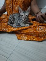 Bengal Cats for sale in Meena Wala -Sirsi Rd, Shekhawat Colony, Meena Wala, Kanakpura, Jaipur, Rajasthan 302012, India. price: 1000 INR