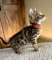 Bengal Cats for sale in Ruffs Dale, PA 15639, USA. price: NA