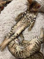 Bengal Cats for sale in Monroe, NY 10950, USA. price: NA