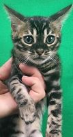 Bengal Cats for sale in Des Moines, IA, USA. price: NA