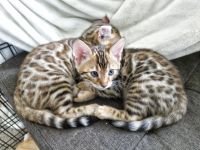 Bengal Cats Photos