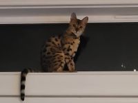 Bengal Cats for sale in Kirkland, WA, USA. price: NA