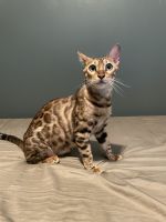 Bengal Cats for sale in Asheville, NC, USA. price: NA