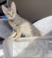 Bengal Cats for sale in Stockton, CA 95204, USA. price: NA