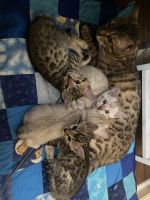 Bengal Cats for sale in Charleston, WV, USA. price: NA