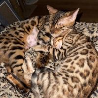 Bengal Cats for sale in American Fork, UT 84003, USA. price: NA