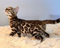 Bengal Cats for sale in Sunny Isles Beach, FL 33160, USA. price: NA