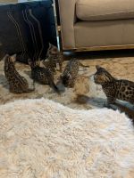 Bengal Cats for sale in Allen, TX, USA. price: NA