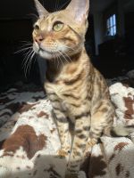 Bengal Cats for sale in Carlisle, PA 17013, USA. price: NA