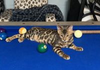 Bengal Cats for sale in 204 Cambridgeshire Ct, Gray, TN 37615, USA. price: NA