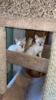 Bengal Cats for sale in Portland, OR 97267, USA. price: NA
