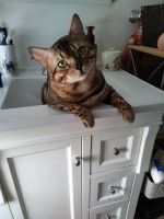 Bengal Cats for sale in Niagara Falls, ON, Canada. price: NA