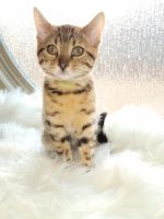 Bengal Cats for sale in Oklahoma City, OK 73170, USA. price: NA