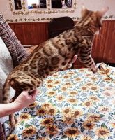 Bengal Cats for sale in Arcadia, IN 46030, USA. price: NA