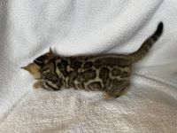 Bengal Cats for sale in San Diego, CA, USA. price: NA