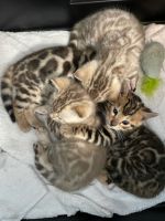 Bengal Cats for sale in San Diego, CA, USA. price: NA