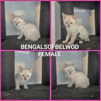 Bengal Cats for sale in Amelia, OH 45102, USA. price: NA