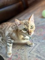 Bengal Cats for sale in Highland Beach, FL 33487, USA. price: NA