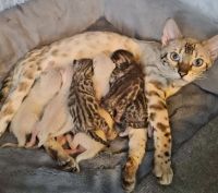 Bengal Cats for sale in Amelia, OH 45102, USA. price: $2,000