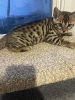 Bengal Cats for sale in West Springfield, MA 01089, USA. price: $1,000