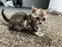 Bengal Cats for sale in Schererville, IN, USA. price: $12,002,000