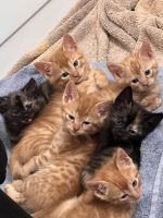Bengal Cats for sale in Akron, OH, USA. price: $200