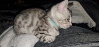 Bengal Cats for sale in Plymouth, WI 53073, USA. price: $1,200
