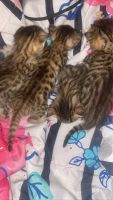Bengal Cats for sale in Yonkers, NY, USA. price: $1,000