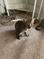 Bengal Cats for sale in Clinton Twp, MI 48038, USA. price: $400