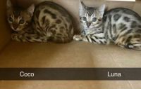 Bengal Cats for sale in Hackensack, NJ, USA. price: $1,500