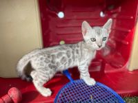 Bengal Cats for sale in Toledo, OH, USA. price: $1,500