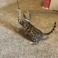 Bengal Cats for sale in Tampa, FL, USA. price: $600
