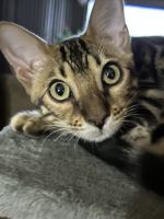 Bengal Cats for sale in Dalton, GA, USA. price: $1,000