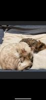 Bengal Cats for sale in Trinity, NC, USA. price: $3,000