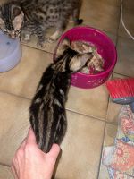Bengal Cats for sale in Miami, FL, USA. price: $300