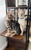 Bengal Cats for sale in Clearwater, FL 33764, USA. price: $1,500