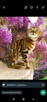 Bengal Cats for sale in Chicago, IL, USA. price: $1,500