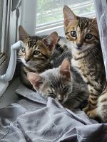 Bengal Cats for sale in Cleveland, OH 44124, USA. price: $1,900