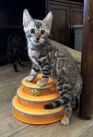Bengal Cats for sale in Miami, FL, USA. price: $2,000