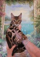 Bengal Cats for sale in Newport Beach, CA 92663, USA. price: $1,000