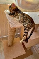 Bengal Cats for sale in Charleston, WV, USA. price: NA