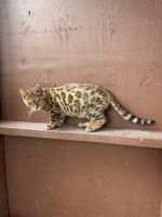 Bengal Cats for sale in Jamul Dr, Jamul, CA, USA. price: $500