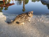 Bengal Cats for sale in Sacramento County, CA, USA. price: $1,500