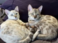 Bengal Cats for sale in Oklahoma City, OK, USA. price: $1,300